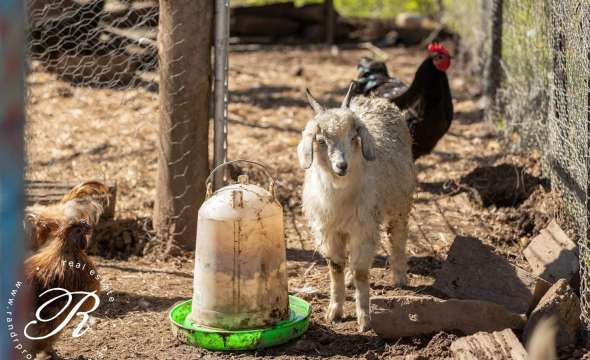 1913 Waukivory Road, GLOUCESTER, NSW 2422 AUS