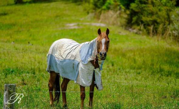 Bulahdelah, NSW 2423 AUS