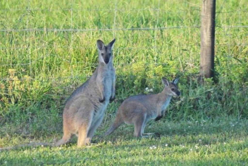 130 Bede Street, STROUD, NSW 2425 AUS