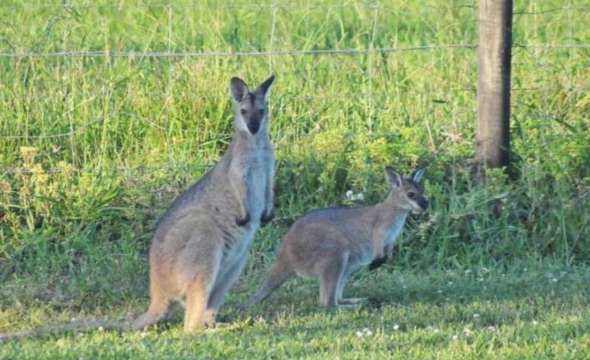 130 Bede Street, STROUD, NSW 2425 AUS