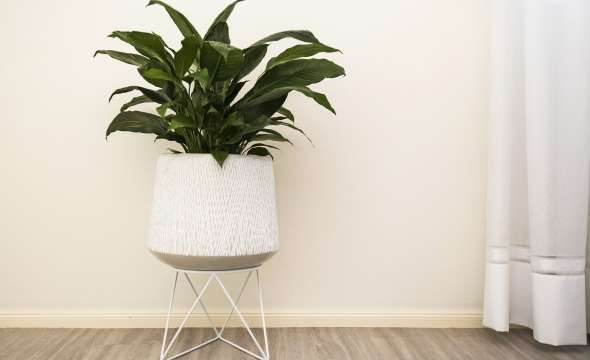 7 Tahlee Place, MEDOWIE, NSW 2318 AUS