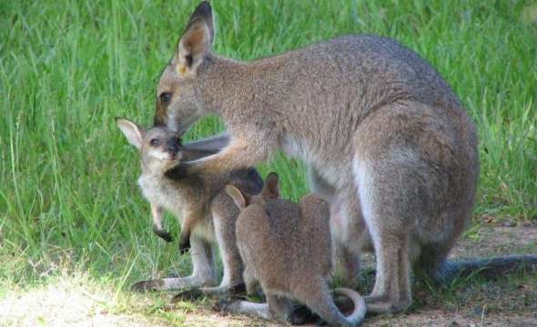 GIRVAN, NSW 2425 AUS