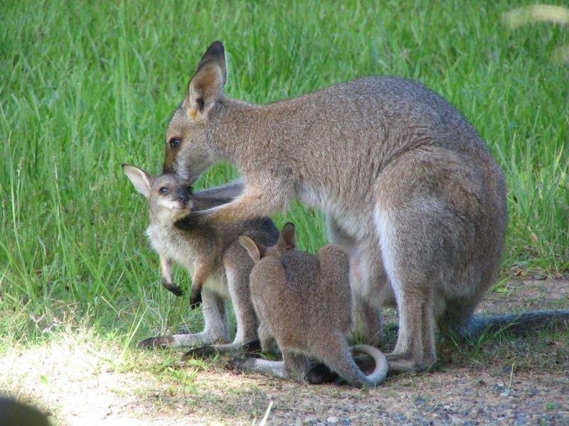 GIRVAN, NSW 2425 AUS