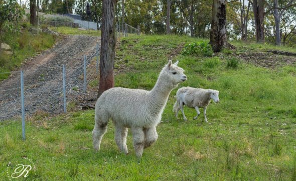 2069 The Bucketts Way, Booral, NSW 2425 AUS