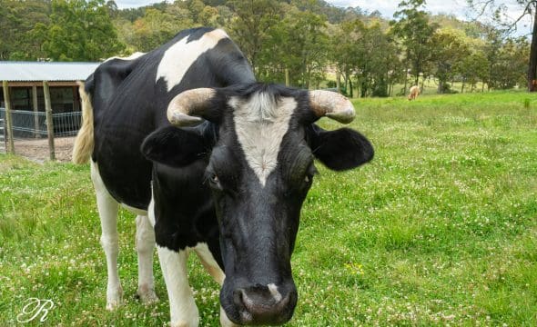 2069 The Bucketts Way, Booral, NSW 2425 AUS