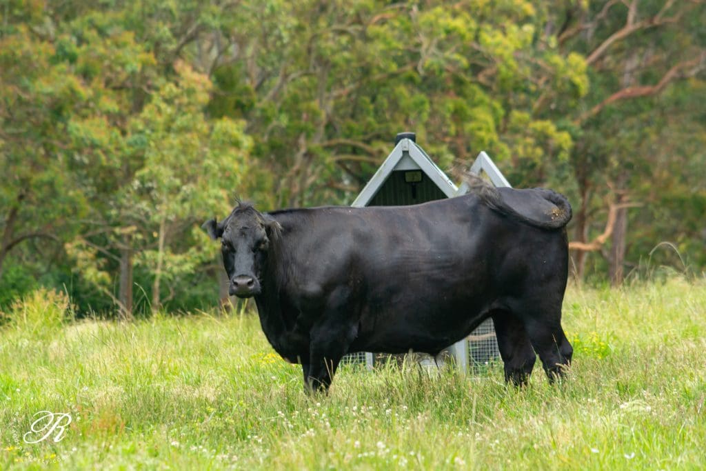 2069 The Bucketts Way, Booral, NSW 2425 AUS