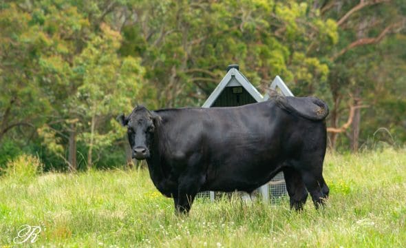 2069 The Bucketts Way, Booral, NSW 2425 AUS