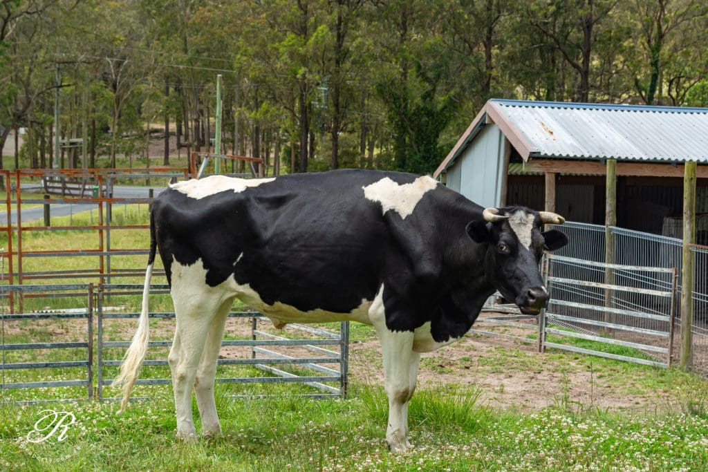 2069 The Bucketts Way, Booral, NSW 2425 AUS