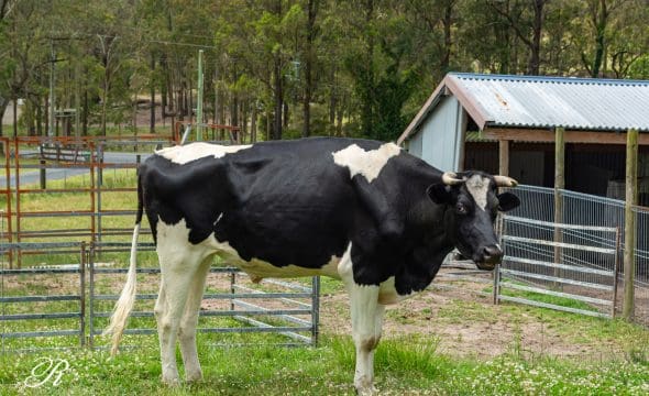 2069 The Bucketts Way, Booral, NSW 2425 AUS