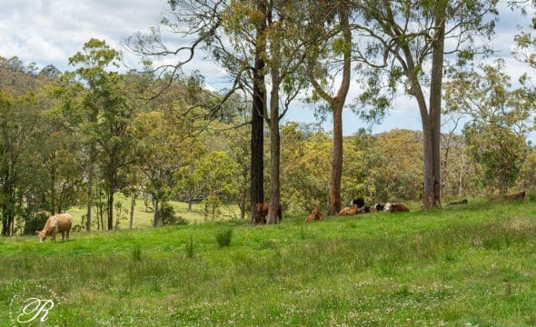 2069 The Bucketts Way, Booral, NSW 2425 AUS