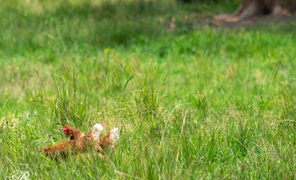 2069 The Bucketts Way, Booral, NSW 2425 AUS