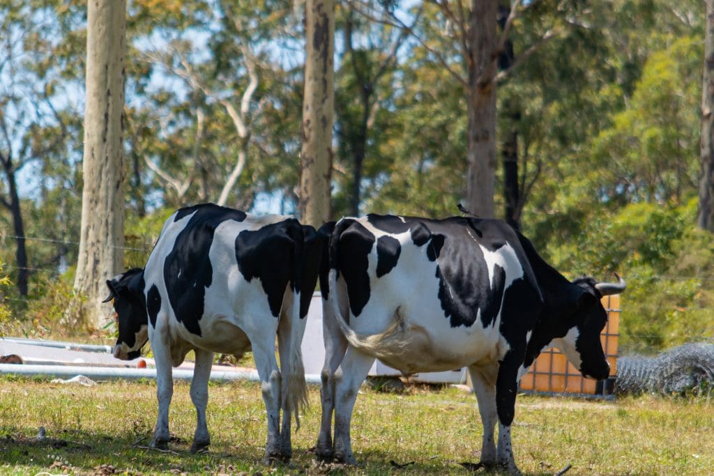 413 The Branch Lane, The Branch, NSW 2425 AUS