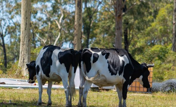 413 The Branch Lane, The Branch, NSW 2425 AUS