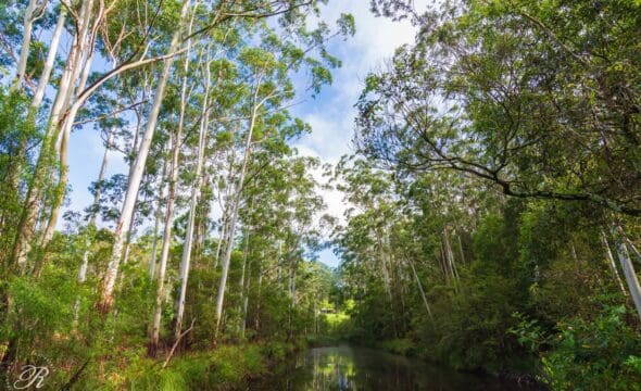 626 Newmans Road, Wootton, NSW 2423 AUS