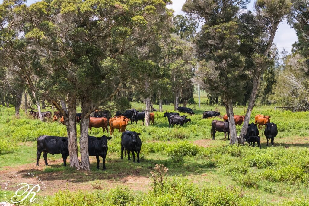 4 Killaloe Lane, EAST SEAHAM, NSW 2324 AUS