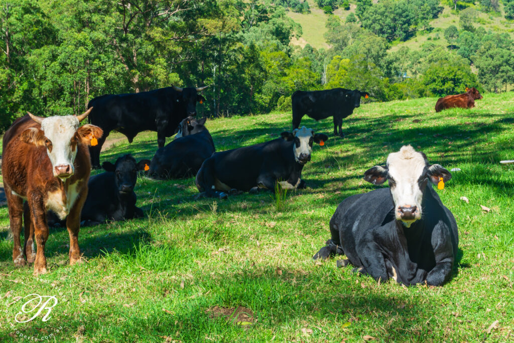 2263 Monkerai Road, MONKERAI, NSW 2415 AUS