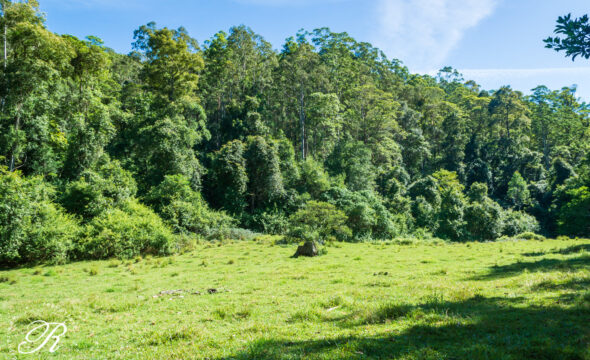 2263 Monkerai Road, MONKERAI, NSW 2415 AUS