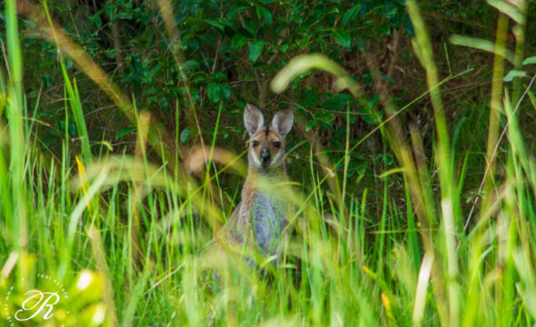 53 Suncrest Close,, BULAHDELAH, NSW 2423 AUS