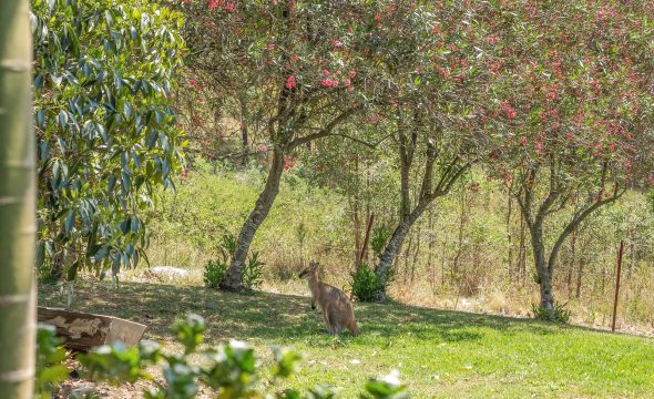 1247 Gresford Road, VACY, NSW 2421 AUS