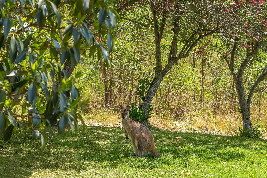 1247 Gresford Road, VACY, NSW 2421 AUS