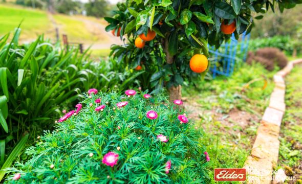 299 Sawpit Lane, WALLANBAH, NSW 2422 AUS