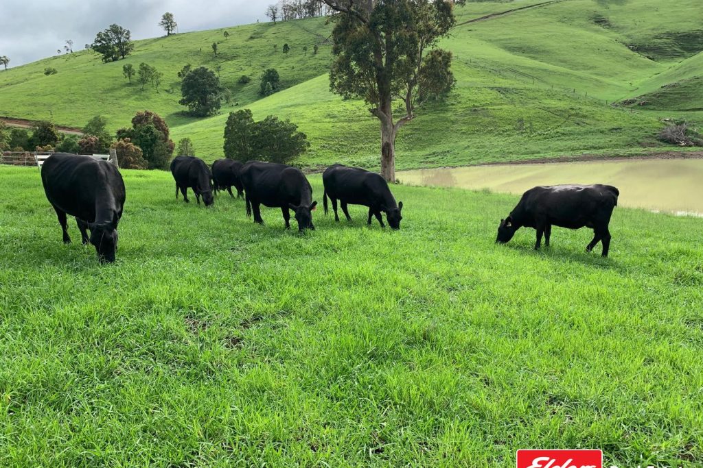 780 Mograni Creek Road, Mograni via, GLOUCESTER, NSW 2422 AUS