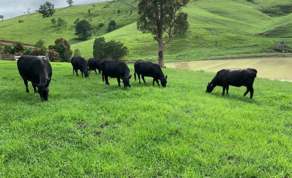 780 Mograni Creek Road, Mograni via, GLOUCESTER, NSW 2422 AUS