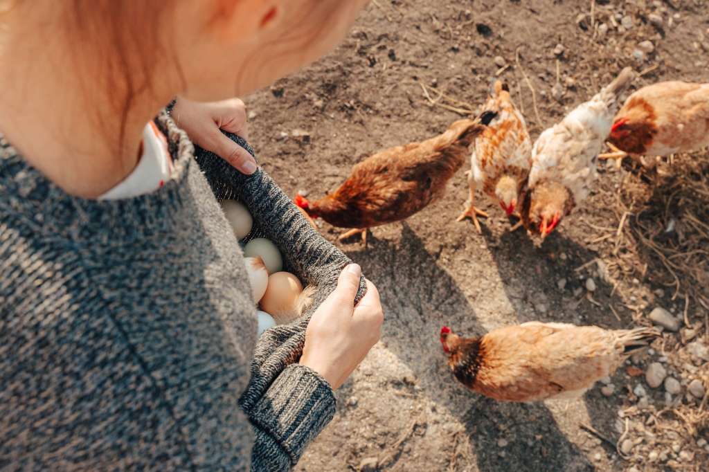 Overhead view woman hand with fresh organic eggs in henhouse around free range chicken. Livestock Fa
